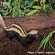 Illustration for article titled Monday Mustelid - Poecilogale albinucha Edition